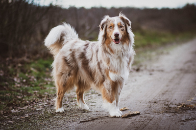 Benefits of Omega-3 Fatty Acids for Dogs